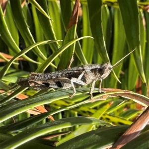 Acrididae sp. (family) at Townsville City, QLD - Today by Hejor1