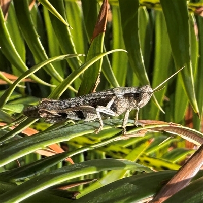 Stenocatantops angustifrons (Common tropical sharptail) at Townsville City, QLD - 28 May 2025 by Hejor1
