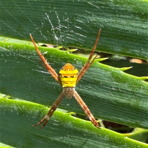 Argiope (genus) at Townsville City, QLD - Today by Hejor1