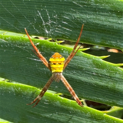 Argiope (genus) at Townsville City, QLD - 28 May 2025 by Hejor1