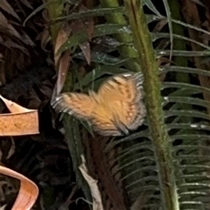 Junonia hedonia at Townsville City, QLD - Today by Hejor1