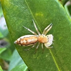 Salticidae (family) at Townsville City, QLD - 28 May 2025 by Hejor1