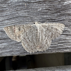 Crypsiphona ocultaria (Red-lined Looper Moth) at Townsville City, QLD - 28 May 2025 by Hejor1