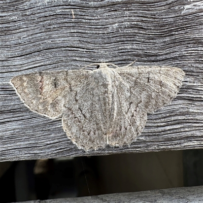 Crypsiphona ocultaria (Red-lined Looper Moth) at Townsville City, QLD - 28 May 2025 by Hejor1