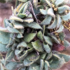 Acacia vestita (Hairy Wattle) at Crowther, NSW - 28 May 2025 by Frecko