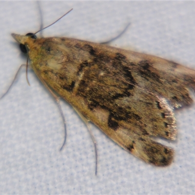 Unverified Pyralid or Snout Moth (Pyralidae & Crambidae) at Quilpie, QLD - 1 Nov 2009 by PJH123