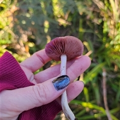 Cortinarius alboviolaceus at Rossi, NSW - 28 May 2025 by Csteele4