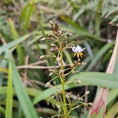Dianella tasmanica (Tasman Flax Lily) at Rossi, NSW - 28 May 2025 by Csteele4