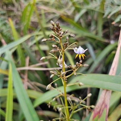 Dianella tasmanica (Tasman Flax Lily) at Rossi, NSW - 28 May 2025 by Csteele4