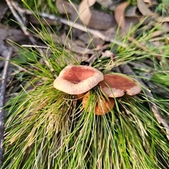 Lactarius eucalypti (Lactarius eucalypti) at Rossi, NSW - 28 May 2025 by Csteele4