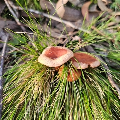 Lactarius eucalypti (Lactarius eucalypti) at Rossi, NSW - 28 May 2025 by Csteele4