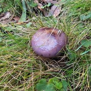 Cortinarius archeri s.l. at Rossi, NSW - Today by Csteele4