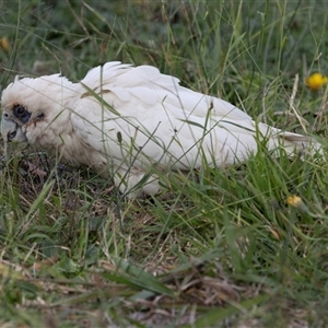 Cacatua sanguinea at Higgins, ACT - Today by AlisonMilton