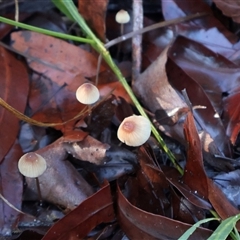 Mycena sp. at Jervis Bay Village, JBT - 24 May 2025 by Clarel