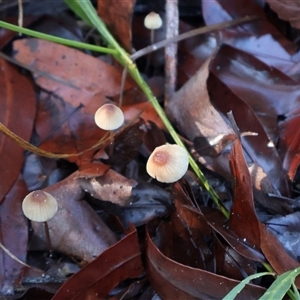Mycena sp. at Jervis Bay Village, JBT - 24 May 2025 by Clarel