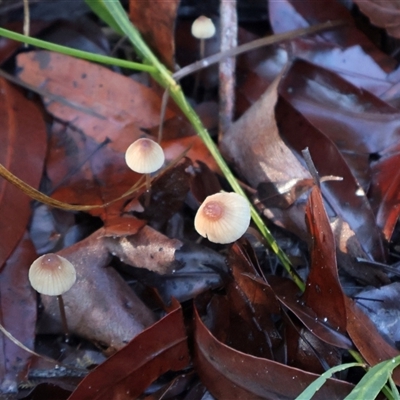 Mycena sp. at Jervis Bay Village, JBT - 24 May 2025 by Clarel
