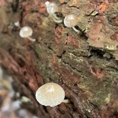 Mycena sp. at Ulladulla, NSW - 22 May 2025 by Clarel