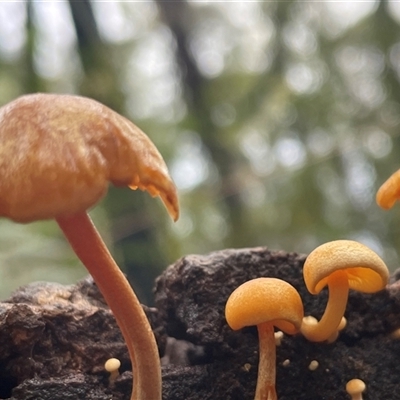 Unverified Cap on a stem; gills below cap [mushrooms or mushroom-like] at Ulladulla, NSW - 21 May 2025 by Clarel