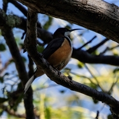 Acanthorhynchus tenuirostris (Eastern Spinebill) at Higgins, ACT - 2 Apr 2025 by AlisonMilton