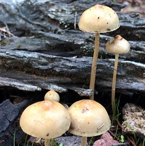 Unverified Fungus at Crowther, NSW - Today by Frecko