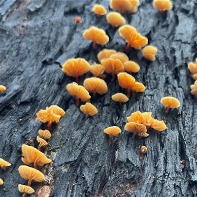 Unverified Cap on a stem; gills below cap [mushrooms or mushroom-like] at Ulladulla, NSW - 19 May 2025 by Clarel