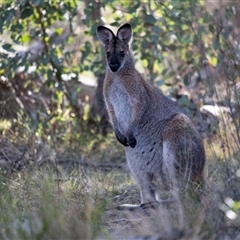 Notamacropus rufogriseus (Red-necked Wallaby) at Hawker, ACT - 4 May 2025 by AlisonMilton