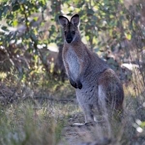Notamacropus rufogriseus at Hawker, ACT - 4 May 2025 by AlisonMilton
