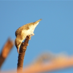 Lichmera indistincta at Lucinda, QLD - 17 May 2025 by TerryS