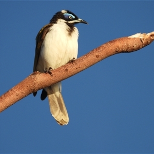 Entomyzon cyanotis at Lucinda, QLD - 17 May 2025 by TerryS