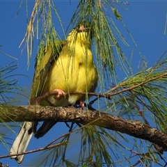 Sphecotheres vieilloti at Lucinda, QLD - 17 May 2025 by TerryS