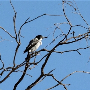 Cracticus torquatus at Hawker, ACT - 4 May 2025 by AlisonMilton