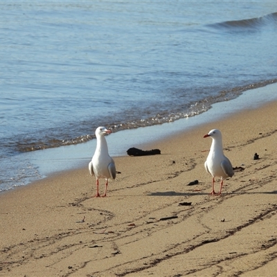 Chroicocephalus novaehollandiae (Silver Gull) at Lucinda, QLD - 17 May 2025 by TerryS