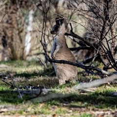 Macropus giganteus (Eastern Grey Kangaroo) at Hawker, ACT - 4 May 2025 by AlisonMilton