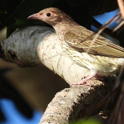Oriolus sagittatus at Lucinda, QLD - 17 May 2025 by TerryS