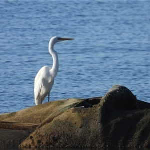 Ardea alba at Lucinda, QLD - 17 May 2025 by TerryS