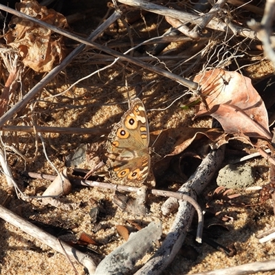 Junonia villida (Meadow Argus) at Lucinda, QLD - 17 May 2025 by TerryS