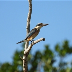 Todiramphus sanctus at Lucinda, QLD - 17 May 2025 by TerryS