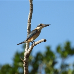 Todiramphus sanctus at Lucinda, QLD - 17 May 2025 by TerryS
