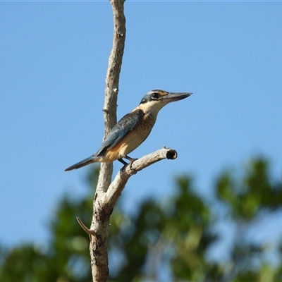 Todiramphus sanctus at Lucinda, QLD - 17 May 2025 by TerryS