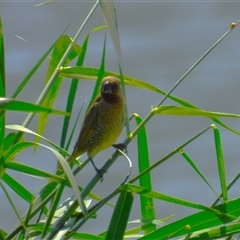 Lonchura punctulata at Lucinda, QLD - 17 May 2025 by TerryS