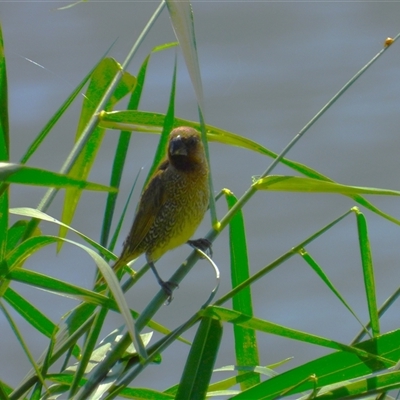 Lonchura punctulata at Lucinda, QLD - 17 May 2025 by TerryS