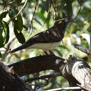 Geopelia humeralis at Lucinda, QLD - 17 May 2025 by TerryS