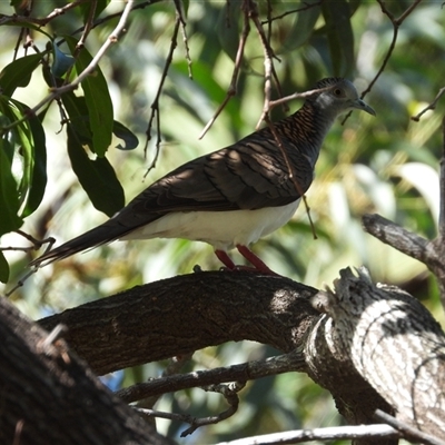 Geopelia humeralis at Lucinda, QLD - 17 May 2025 by TerryS