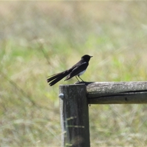 Rhipidura leucophrys at Lucinda, QLD - 17 May 2025 by TerryS