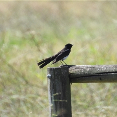Rhipidura leucophrys at Lucinda, QLD - 17 May 2025 by TerryS