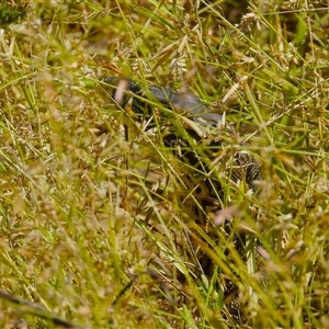 Varanus panoptes at Lucinda, QLD - 17 May 2025 by TerryS