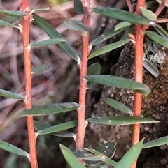 Brachyloma daphnoides (Daphne Heath) at Crowther, NSW - 28 May 2025 by Frecko