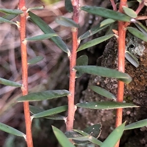 Leucopogon virgatus at Crowther, NSW - Today by Frecko