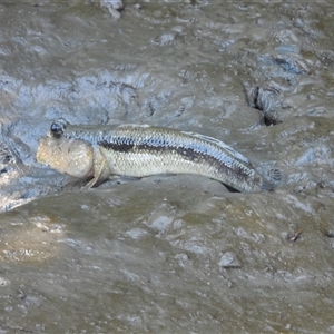 Unverified Other Marine Invertebrate at Lucinda, QLD - 17 May 2025 by TerryS