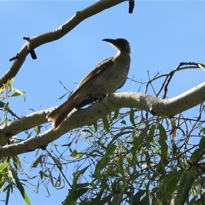Philemon corniculatus at Lucinda, QLD - 17 May 2025 by TerryS